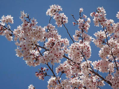 相模原の桜：2012/4/12