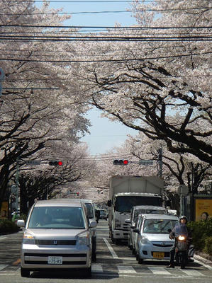 相模原の桜：2012/4/12
