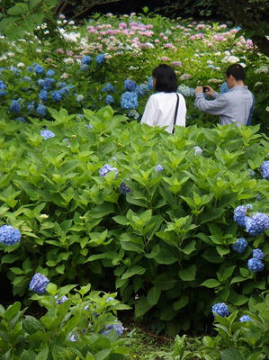 相模原北公園のアジサイ：20120617