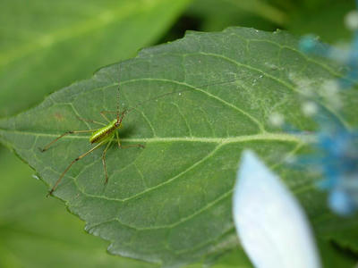 相模原北公園のアジサイとクダマキモドキの幼虫：20120624