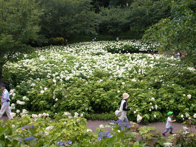 相模原北公園のアジサイ：20120624