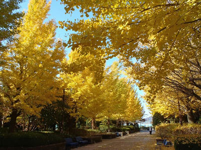 相模原北公園のイチョウ並木