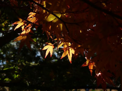 相模原北公園の紅葉