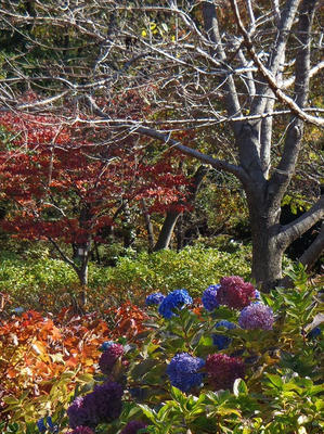 相模原北公園の四季咲きヒメアジサイ