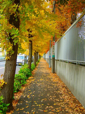 街路樹のイチョウ