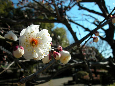 相模原北公園の梅2013年2月10日