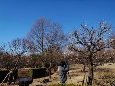 相模原北公園の梅2013年2月16日