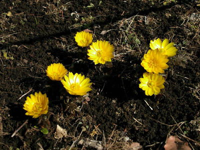 相模原北公園の福寿草2013年2月23日