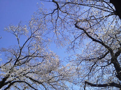 相模原の桜3月22日
