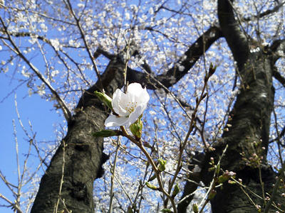 相模原の桜3月22日