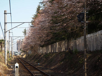 相模原の桜3月22日