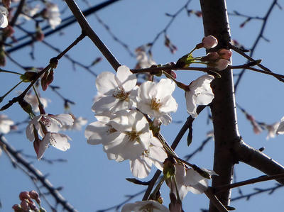 相模原の桜3月22日