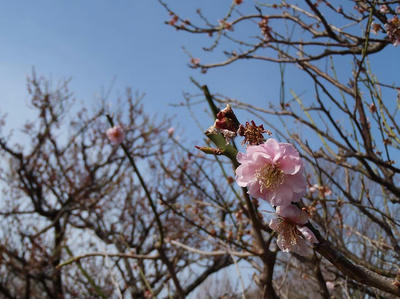 相模原北公園の桜：3月23日