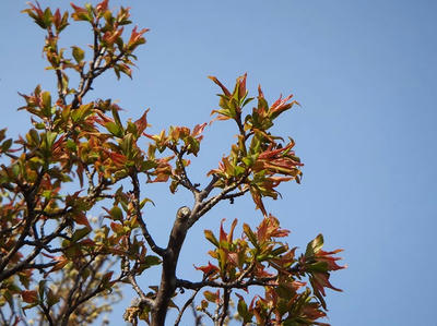 相模原北公園の桜：3月23日