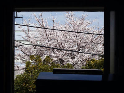 相模原の桜01：3月26日