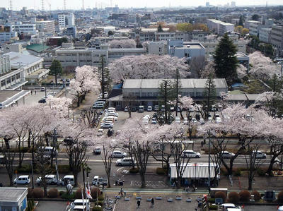 相模原の桜10（市役所展望台より）：3月26日