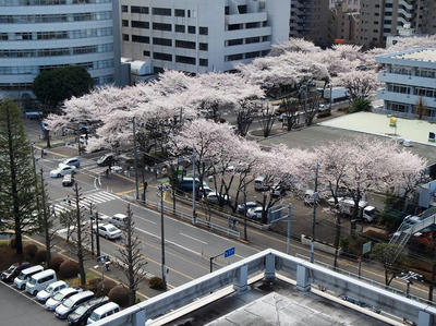 相模原の桜11（市役所展望台より）：3月26日