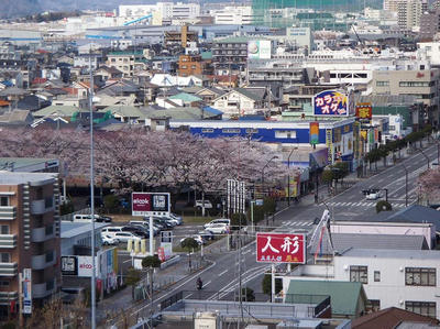 相模原の桜12（市役所展望台より）：3月26日