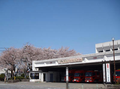 相模原の桜13：3月26日