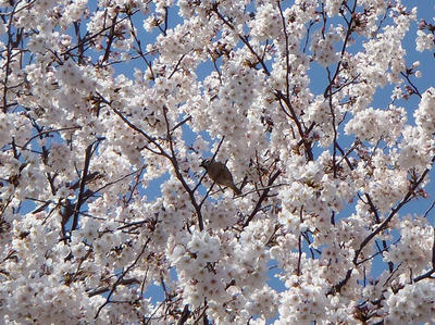 相模原の桜14：3月26日