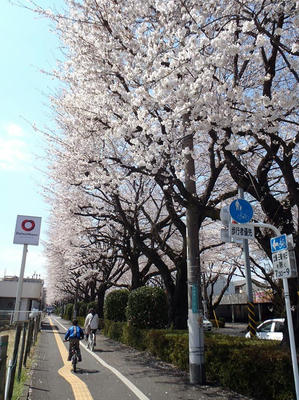 相模原の桜15：3月26日