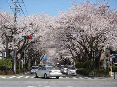 相模原の桜16：3月26日