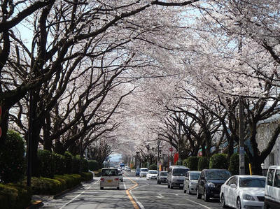 相模原の桜17：3月26日