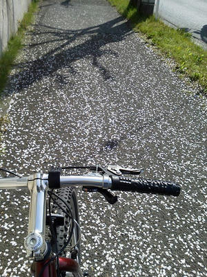 散った桜の花びらが道路一面にひろがる