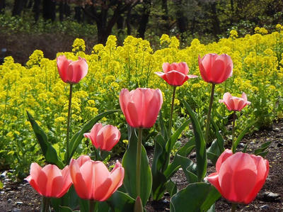 相模原北公園の菜の花とチューリップ：4月5日