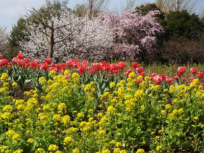 相模原北公園の菜の花とチューリップと桜：4月5日