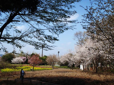 相模原北公園の菜の花とチューリップと桜全景：4月5日