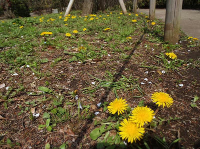 相模原北公園の梅の木の下に咲くタンポポ。：4月5日