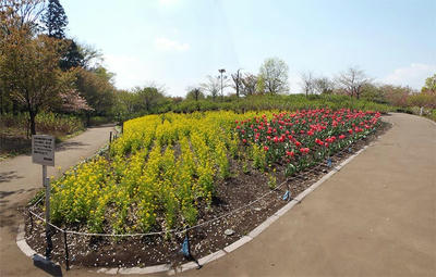 相模原北公園の菜の花とチューリップ：4月12日