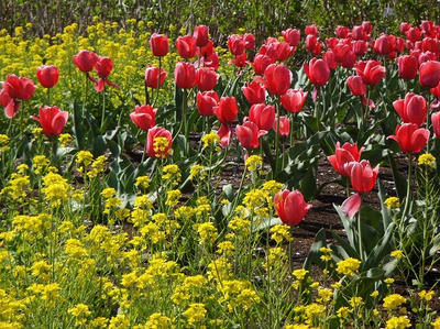 相模原北公園の菜の花とチューリップ：4月12日