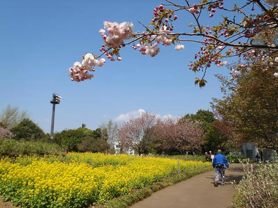 相模原北公園の菜の花と里桜「松月」：4月12日