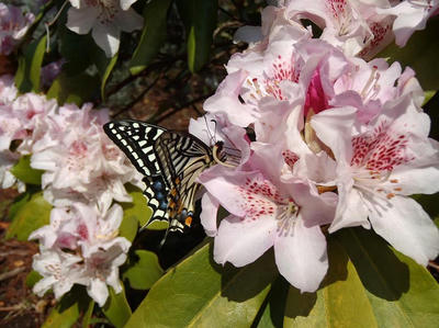 相模原北公園のシャクナゲの蜜を吸うアゲハ：4月12日