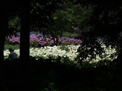 相模原北公園のアジサイ：2013年6月23日