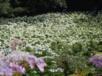 相模原北公園のアジサイ：2013年6月23日