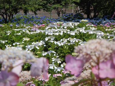 相模原北公園のアジサイ：2013年6月23日