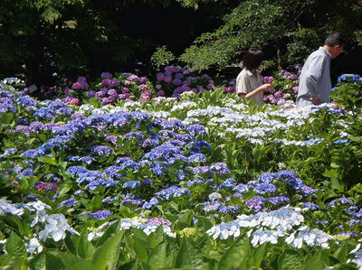 相模原北公園のアジサイ：2013年6月23日