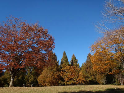 相模原北公園の紅葉2013年11月22日