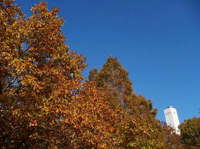 相模原北公園の紅葉2013年11月22日