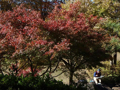 相模原北公園の紅葉2013年11月22日