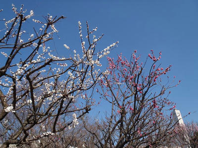 相模原北公園の梅：2014年3月25日