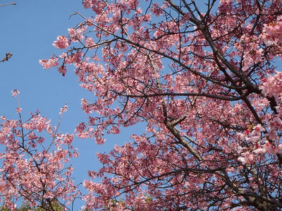 相模原北公園の花：2014年3月25日