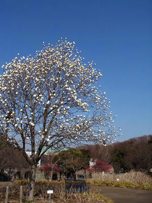 相模原北公園の花：2014年3月25日