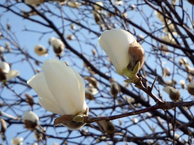 相模原北公園の花：2014年3月25日