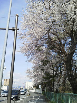 相模原の桜＠R16：2014年4月2日