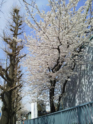 相模原の桜：2014年4月2日