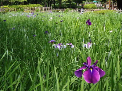 相模原北公園のショウブ：2014年6月3日